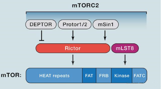 mTORC2的组成蛋白主要有Rictor、mSin1、mSLT8和Protor等