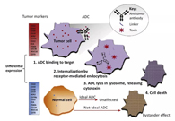 浅析：ADC药物的抗癌之路