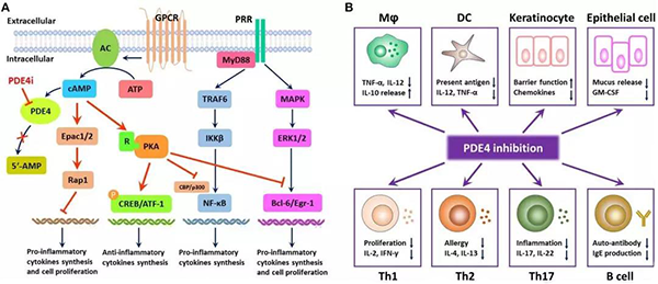 PDE4 免疫机理