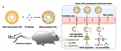 将神经递质与LNP掺杂，获得拥有穿透BBB能力的载体。