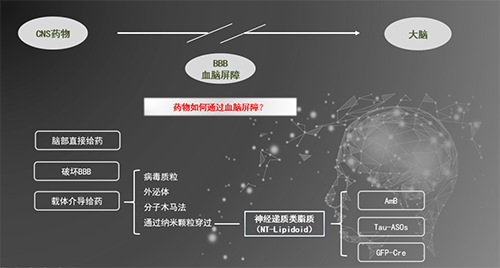 人工合成NT类脂质开放血脑屏障，为CNS药物打开新局面