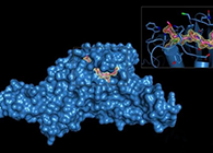 Science重磅！一种“分子剪刀”如何成为COVID-19药物的重要靶标？