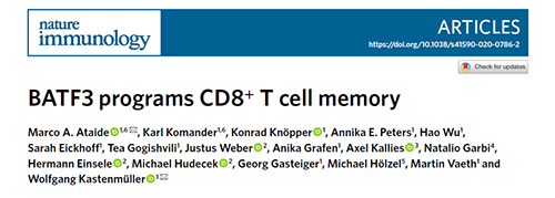 Nature：BATF3改善T细胞记忆应答，有望改善免疫疗法的疗效