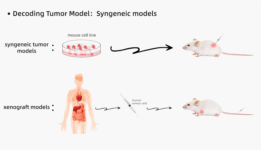 解码肿瘤模型研究：同源肿瘤移植模型