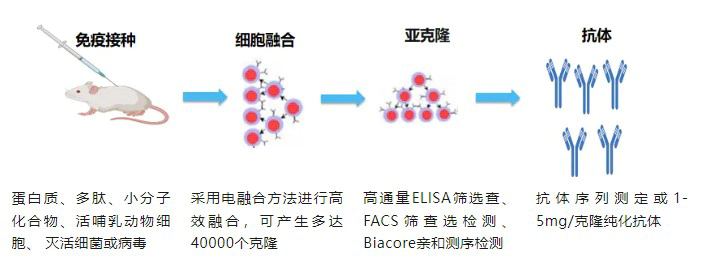 杂交瘤技术.webp