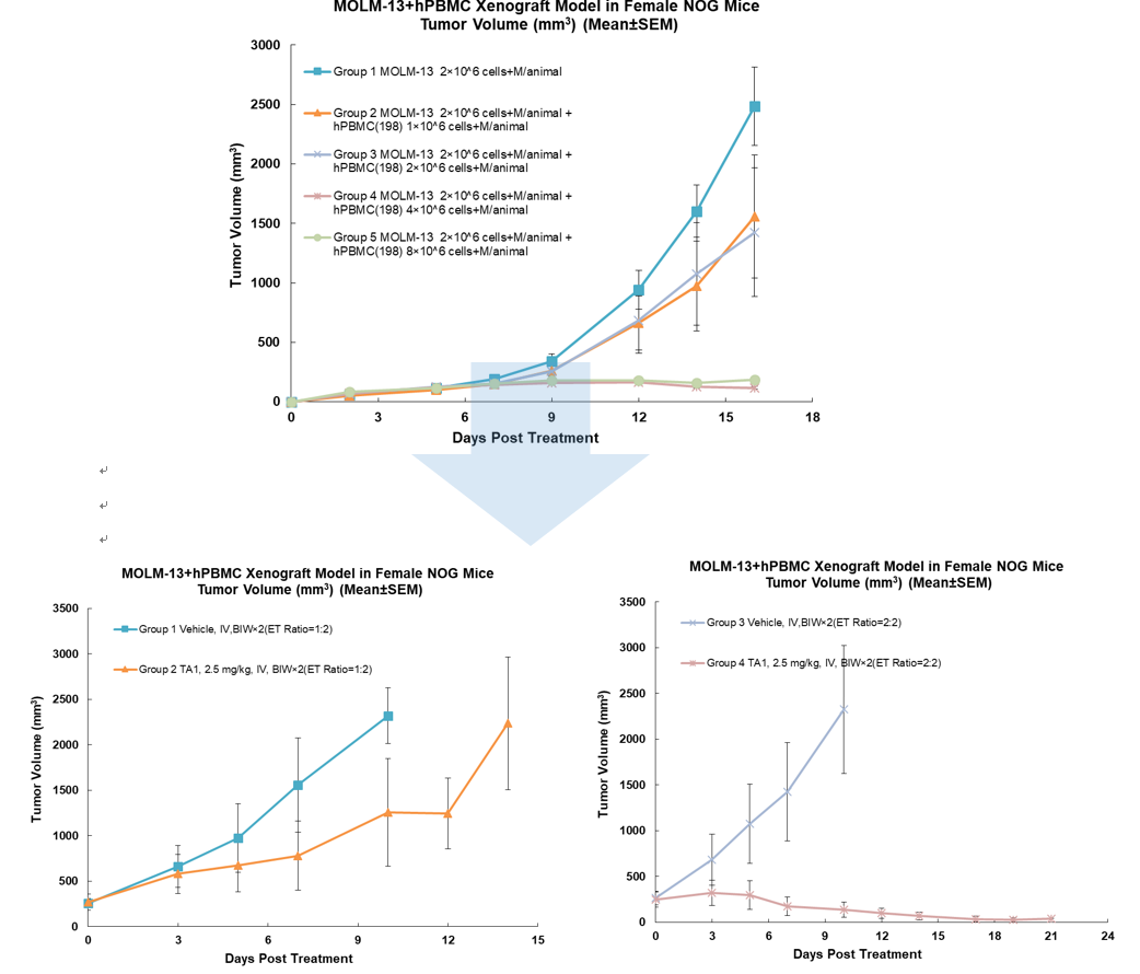 Tumor growth and drug efficacy evaluation of PBMC humanized mouse lymphoma transplantation model.png