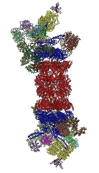 26S蛋白酶体结构（来源：Wikipedia）.jpg