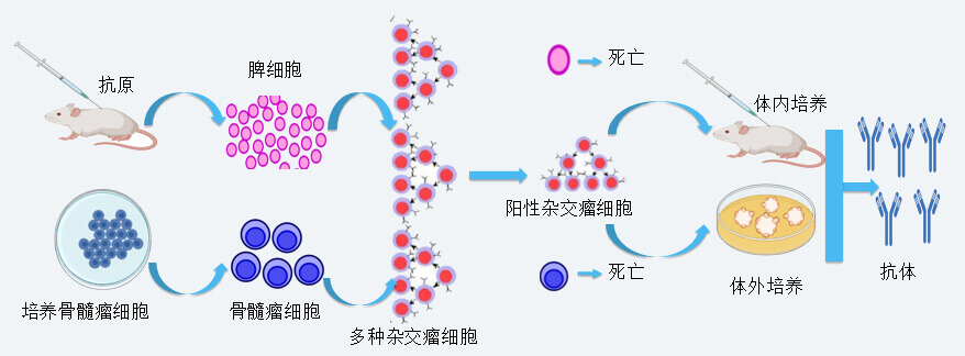 尊龙凯时人生就博官网登录,ag尊龙凯时，尊龙凯时抗体开发技术