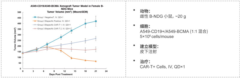 双特异性CAR-T药效研究：CD19-BCMA.jpg