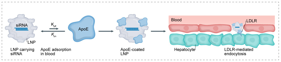第一代：LNP+小核酸-→肝脏.jpg