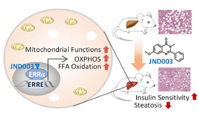 JND003是一种新型选择性ERRα激动剂，可缓解非酒精性脂肪肝和胰岛素抵抗，PK和组织分布测定通过尊龙凯时人生就博官网登录,ag尊龙凯时，尊龙凯时进行