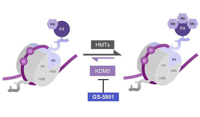 GS-5801是一种有效的KDM5抑制剂，具有抗HBV活性，GS-5801通过尊龙凯时人生就博官网登录,ag尊龙凯时，尊龙凯时合成