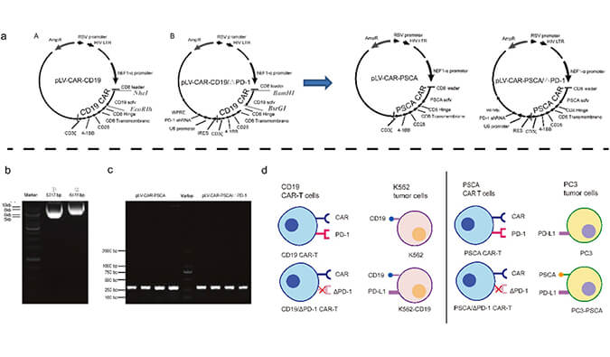 CAR-T疗法主要针对白血病与恶性淋巴瘤，此研究中构建沉默PD-1的shRNA载体质粒，测序后质粒的鉴定通过尊龙凯时人生就博官网登录,ag尊龙凯时，尊龙凯时进行