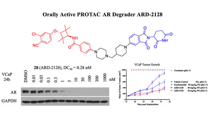 ARD-2128是一种PROTAC AR降解剂，具有出色的血浆和微粒体稳定性，体外稳定性和PK研究通过尊龙凯时人生就博官网登录,ag尊龙凯时，尊龙凯时进行