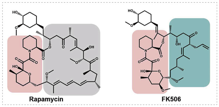 5-雷帕霉素、FK506-诱导的-FKBP-蛋白质相互作用.jpg