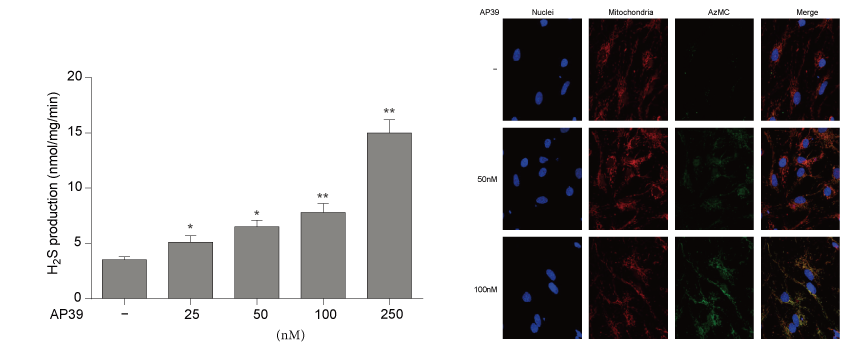 AP39是一种新合成的线粒体靶向的H2S供体，本研究中AP39通过尊龙凯时人生就博官网登录,ag尊龙凯时，尊龙凯时设计和合成