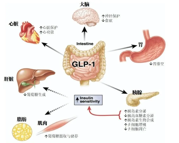 时代变了！GLP-1让打针吃药也能减肥成为现实