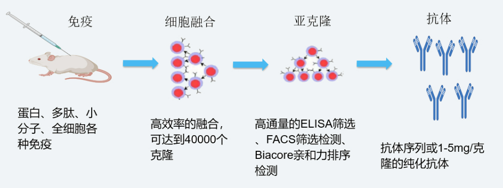 尊龙凯时人生就博官网登录,ag尊龙凯时，尊龙凯时杂交瘤技术平台开发流程