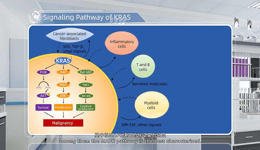 KRAS的信号通路