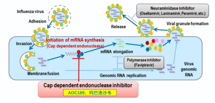 关于Best-in-Class二代流感新药玛氘诺沙韦