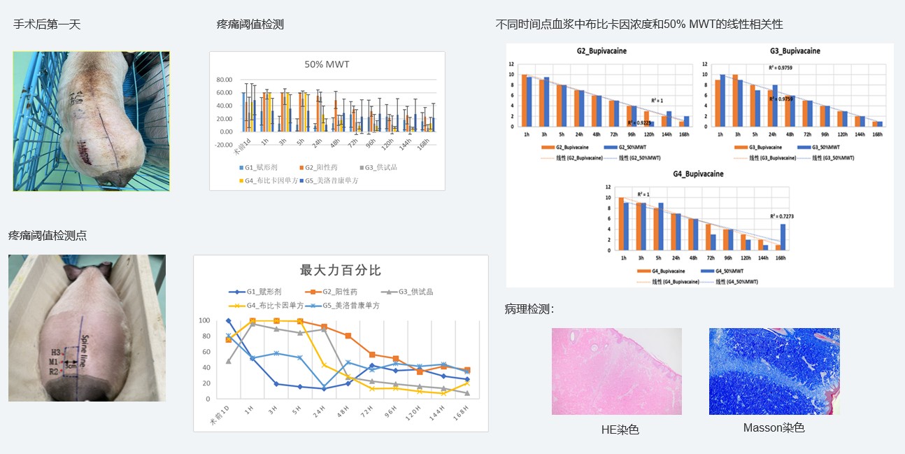 案例1：复方制剂对巴马小型猪术后急性疼痛模型的镇痛试验.jpg